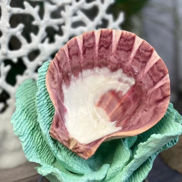 Large Polished Lions Paw Seashell Coral Purple Crafting Display Shell Collector - Picture 11 of 14